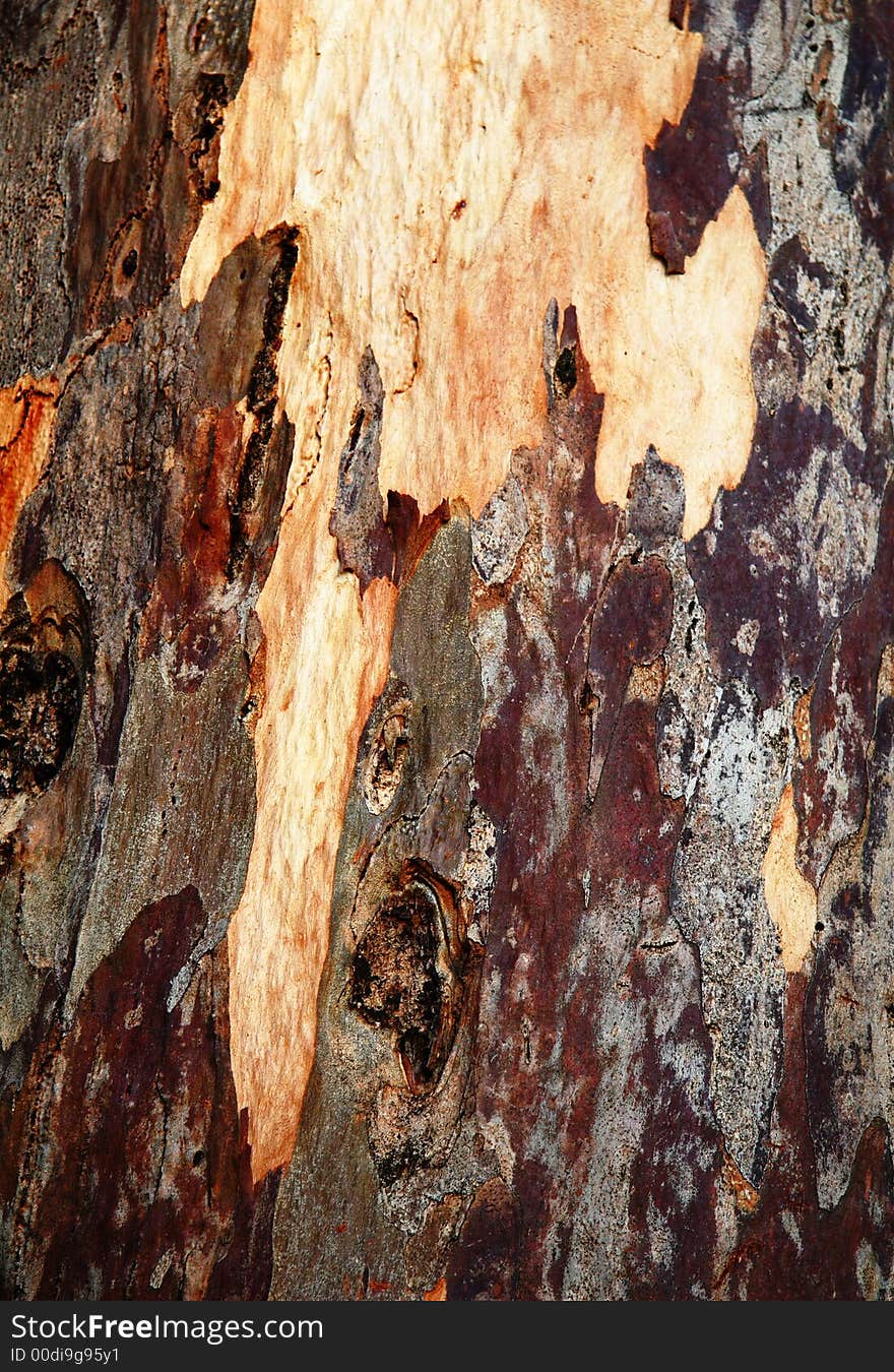 Colorful pattern on a trunk of an eucalyptus tree