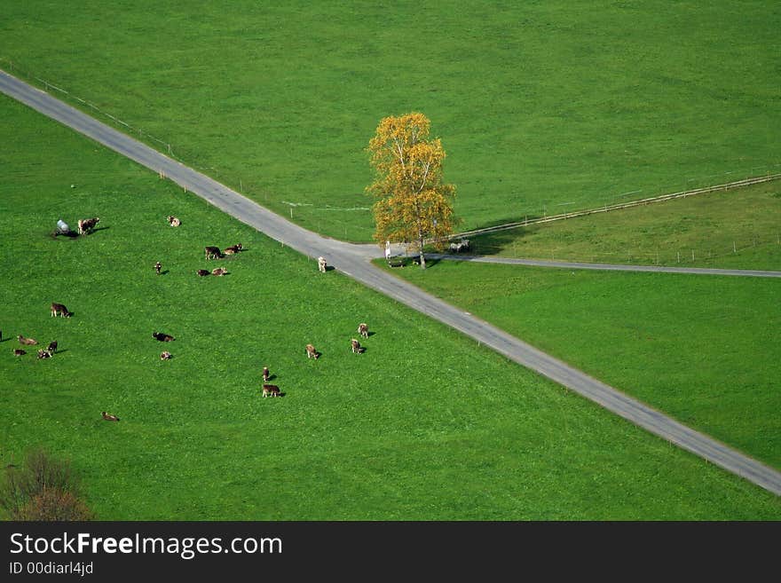 Cows in field on a crossroad