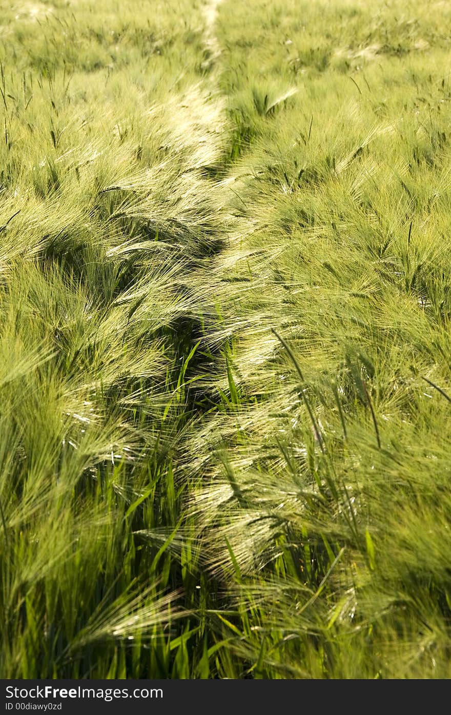 Rye field