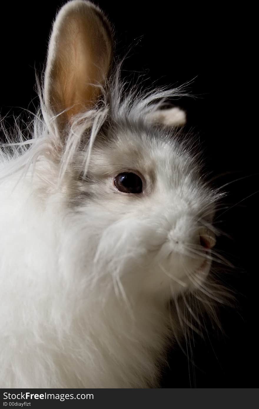 The royal lionhead's rabbit on dark background