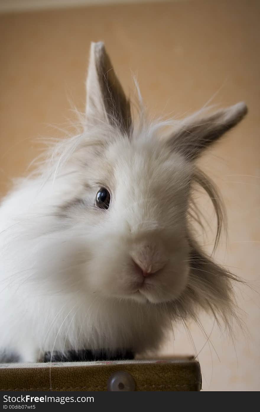 The fluffy royal lionhead's rabbit. The fluffy royal lionhead's rabbit