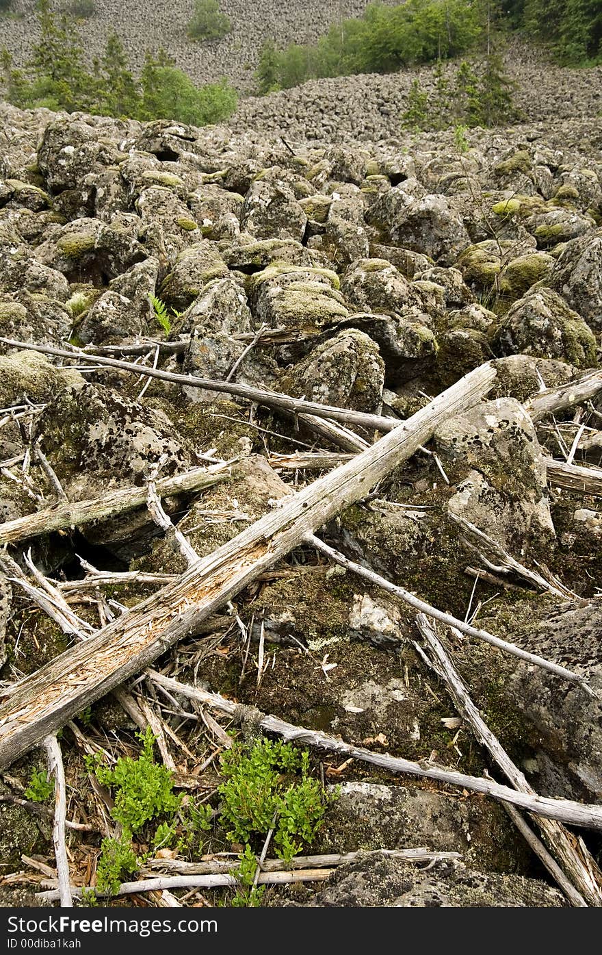 A huge slope with mossy basalt blocks and rotting trees. A huge slope with mossy basalt blocks and rotting trees