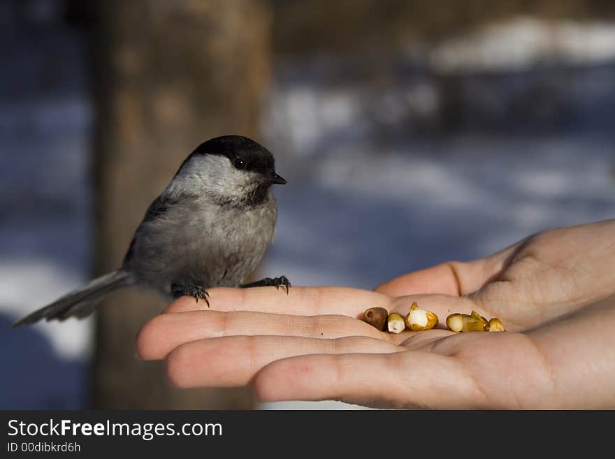 The wild bird on hand