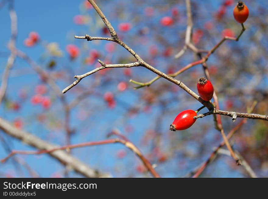 Rose Wild On The Tree