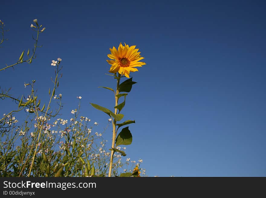 Rising sunflower above other white flowers