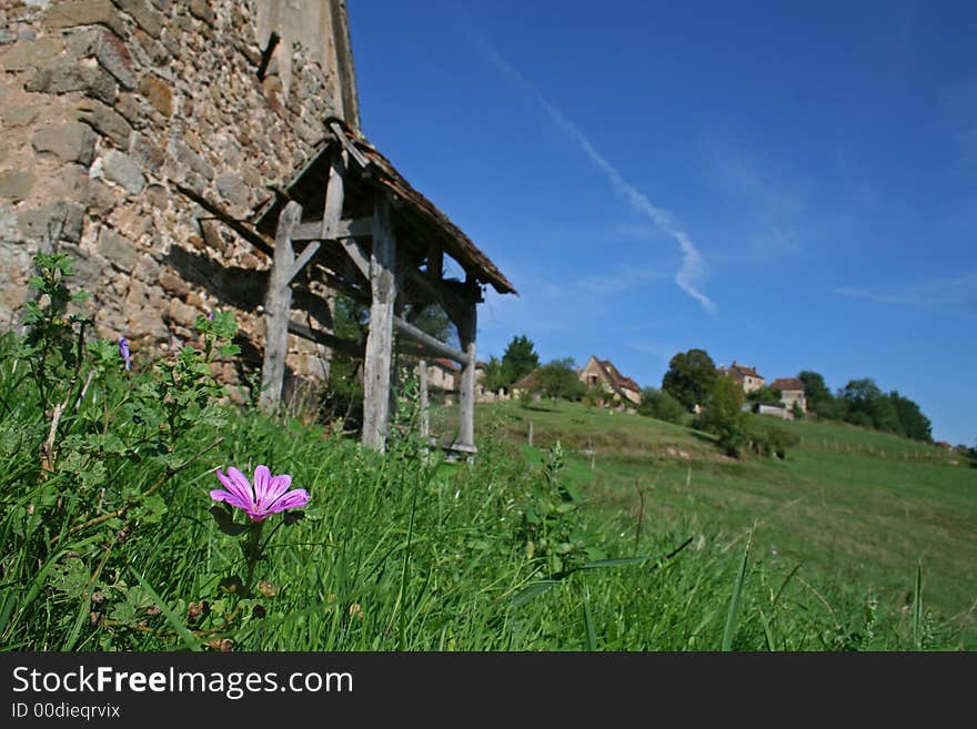 Purple flower in field with barn in background. Purple flower in field with barn in background