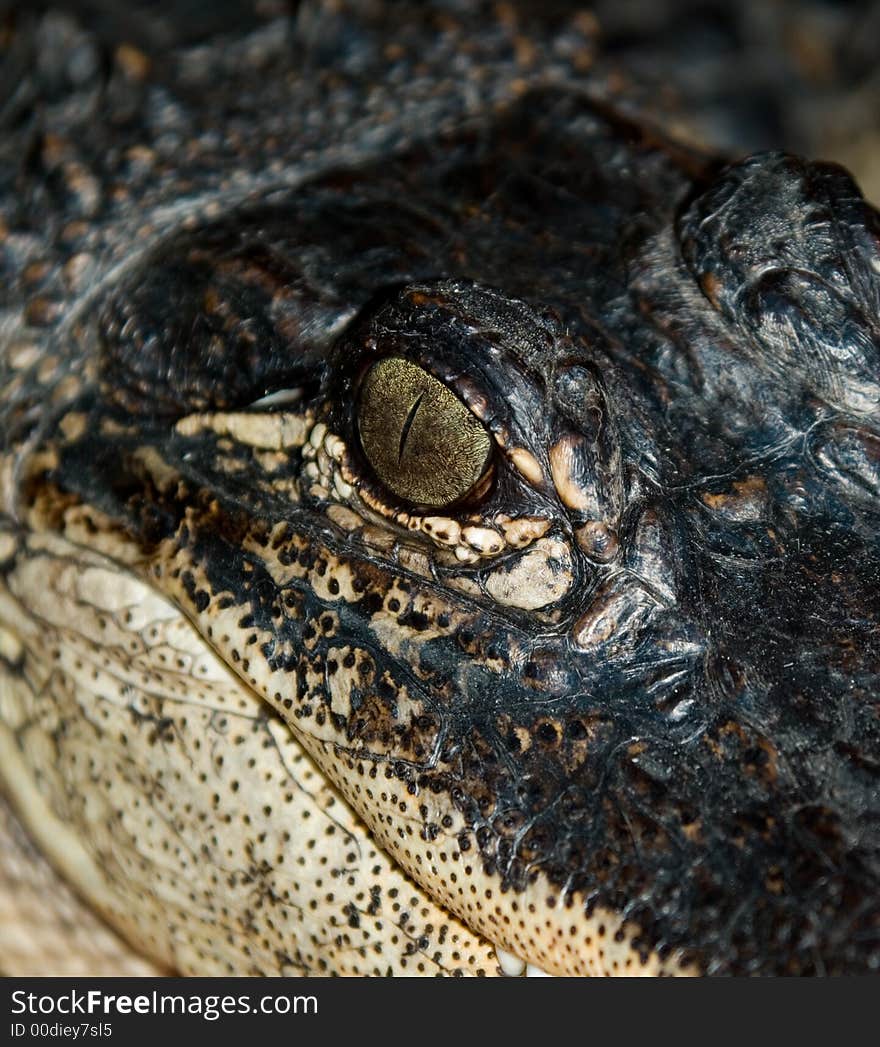 A picture of an alligator's face. A picture of an alligator's face.