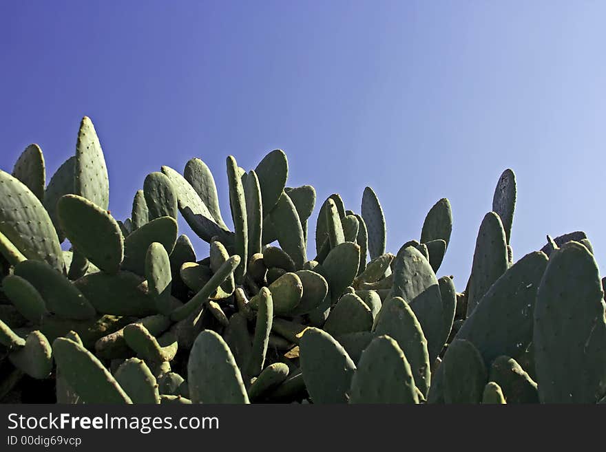 Cactus plants and a blue sky