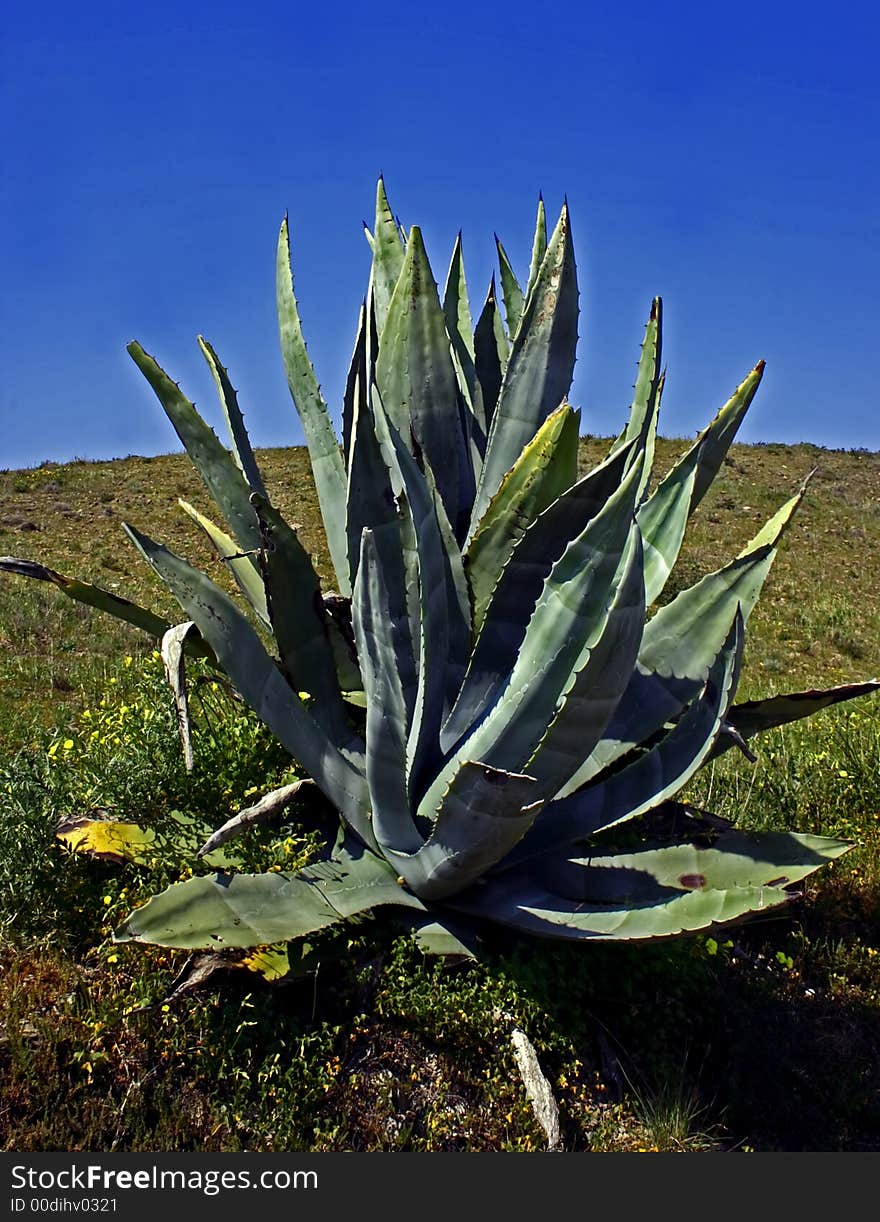 Aloe plant in the field