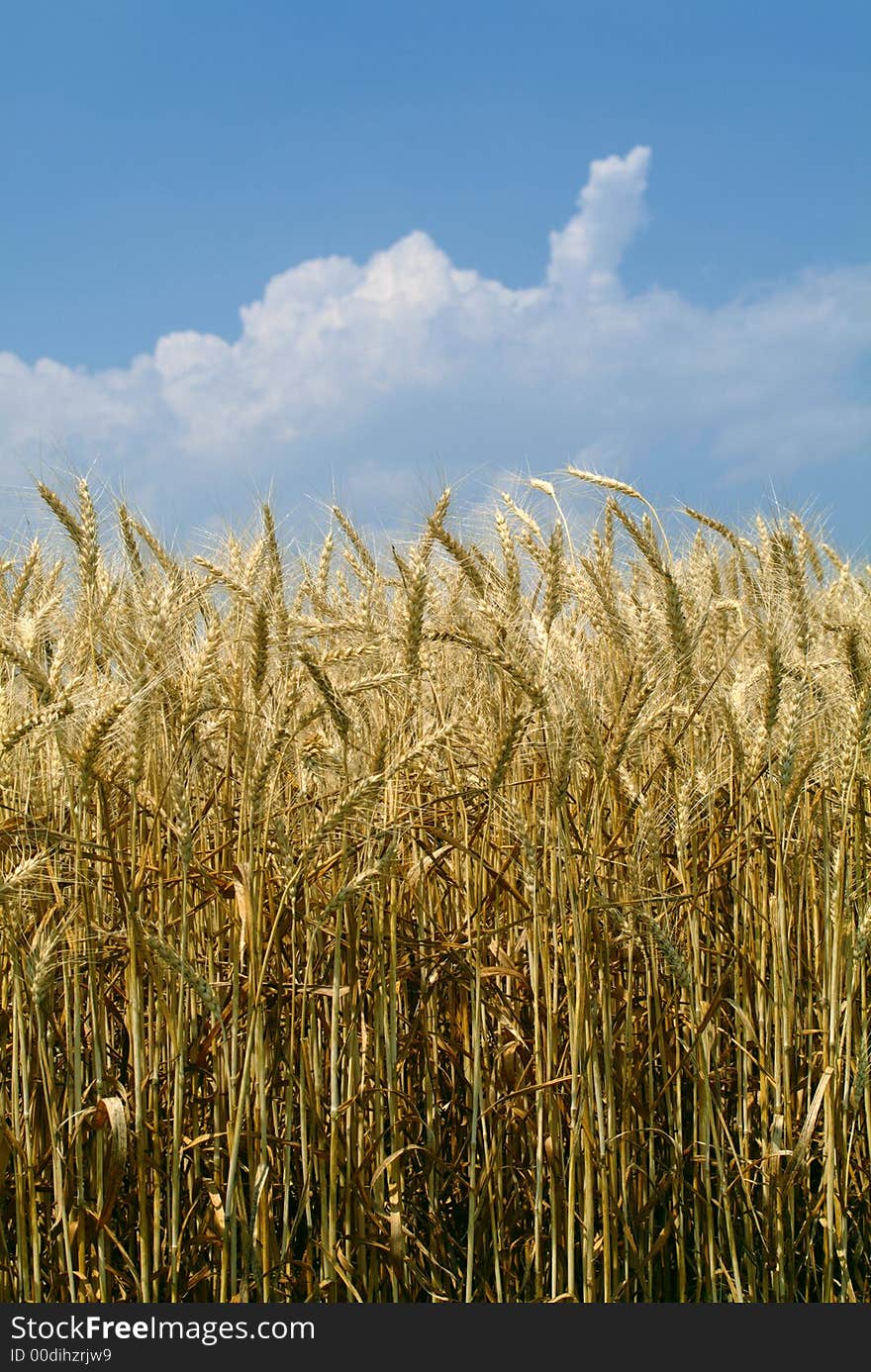 Field Of Wheat