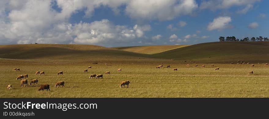 The plains colored on a flock. The plains colored on a flock