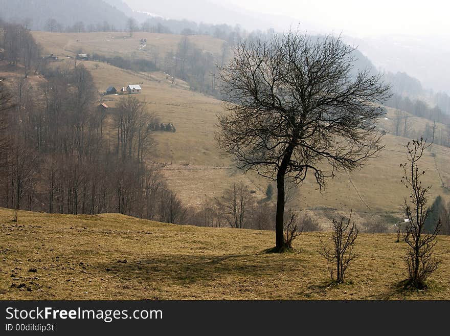 Lonely tree landscape in the warm spring sun