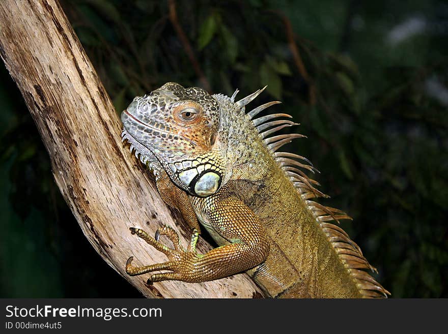 Beatiful young green iguana taking the sun