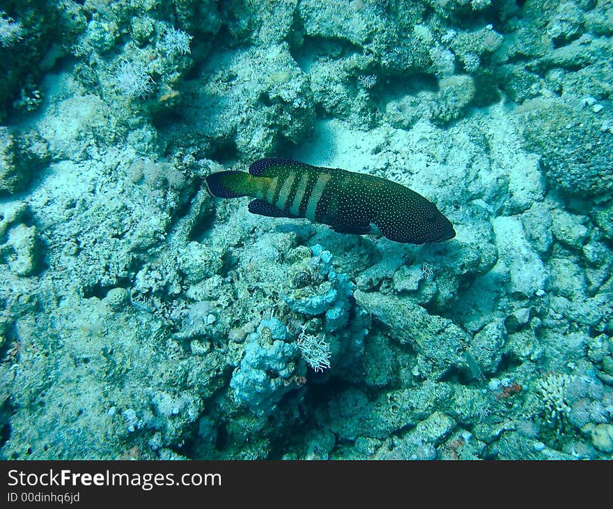 Large Blue-Spotted Grouper swimming by at the bottom of a reef