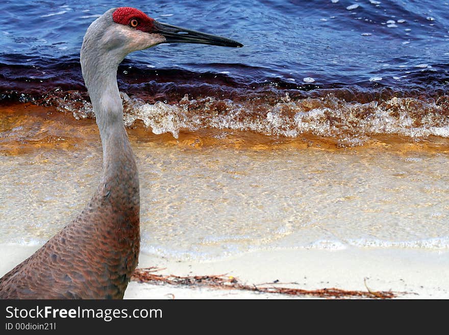 Sandhill crane standing in front of a rusty blue lake. Sandhill crane standing in front of a rusty blue lake