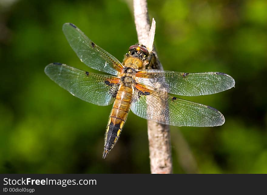 Dragonfly on a green background