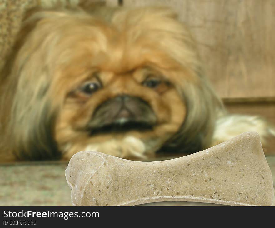 Dog (pekinese) look at bone. Dog (pekinese) look at bone