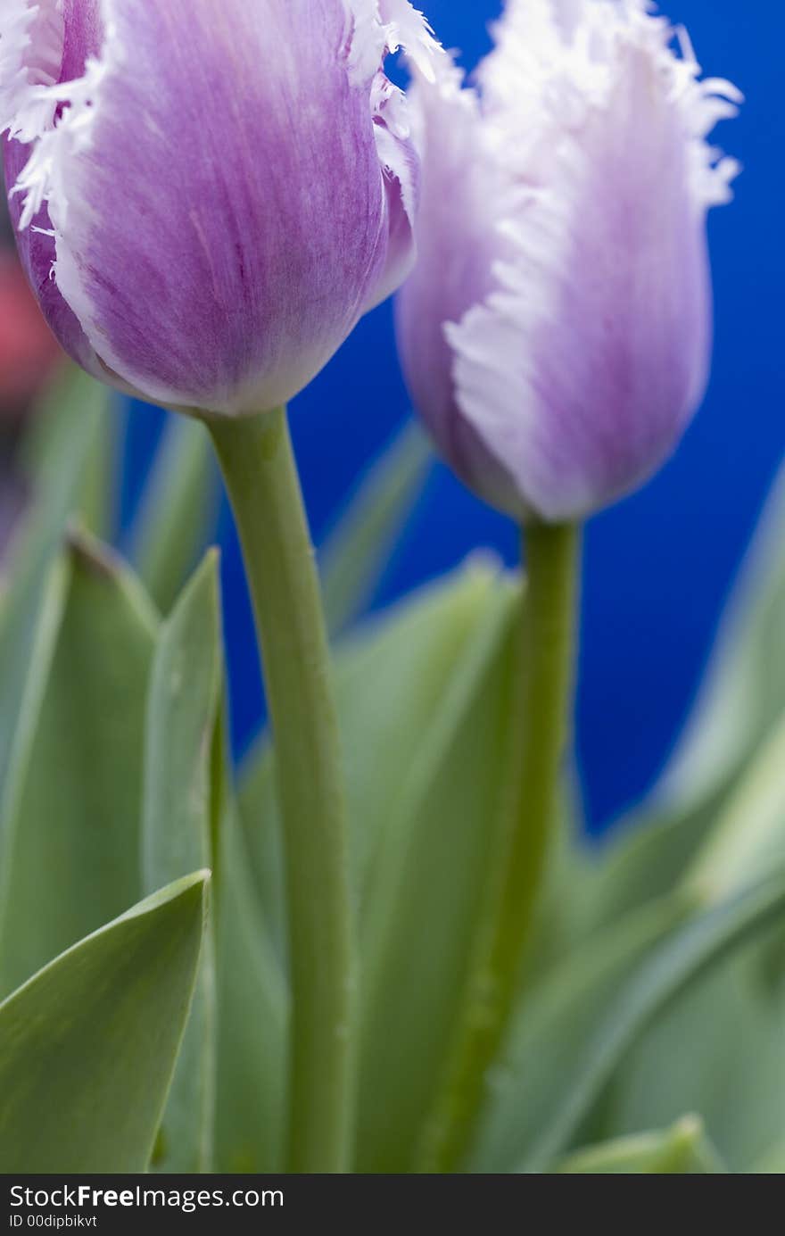 Beautiful tulips close up shot