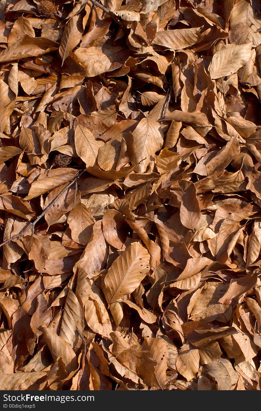 Dry orange leaves, full frame, usable as background. Dry orange leaves, full frame, usable as background