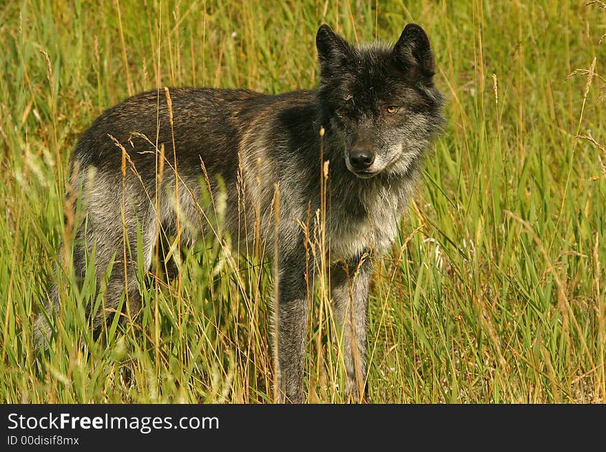 Dark Grey Wolf