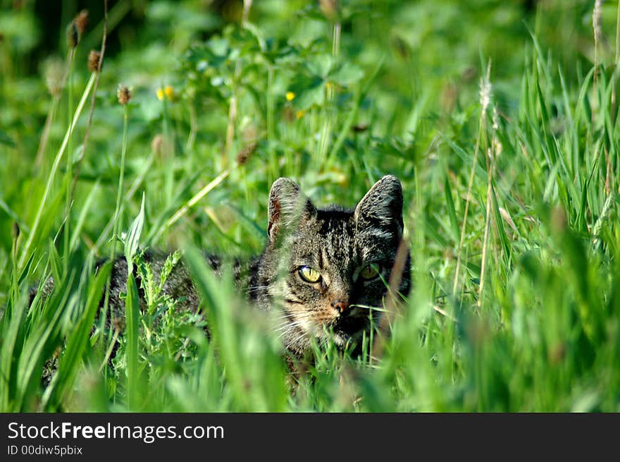 Striped cat in the grass