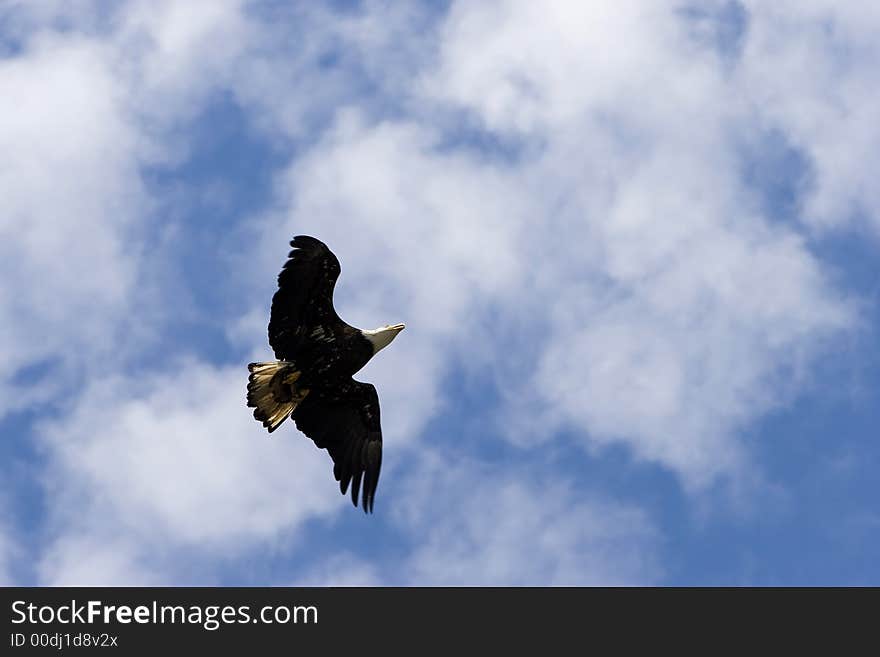 A view from below of a white headed bald eagle, with outstretched wings and backlit tail, soaring across white clouds in a blue sky. A view from below of a white headed bald eagle, with outstretched wings and backlit tail, soaring across white clouds in a blue sky.