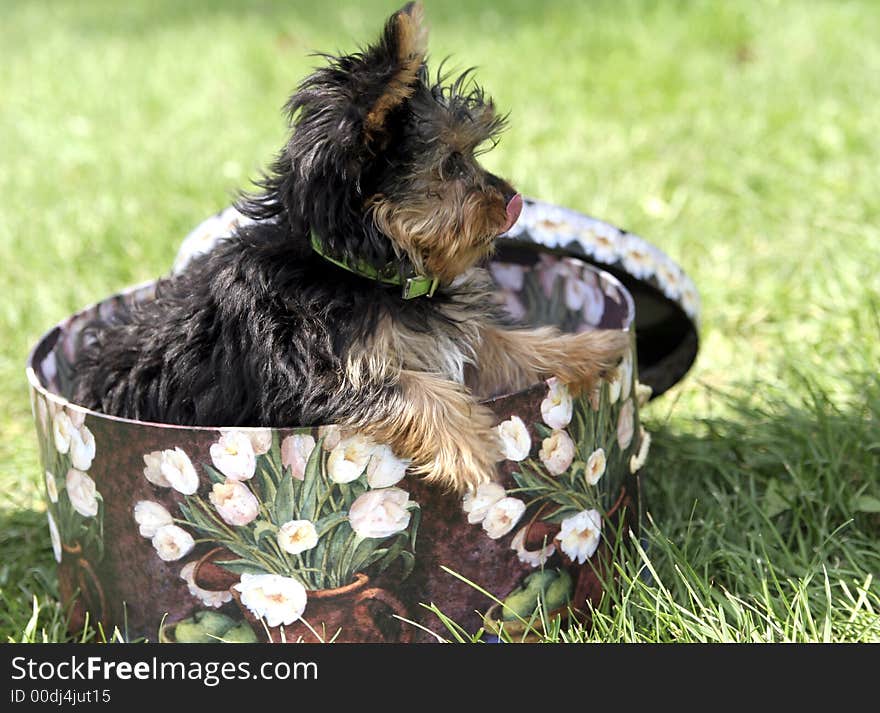 Yorkshire terrier puppy in a hatbox. Yorkshire terrier puppy in a hatbox