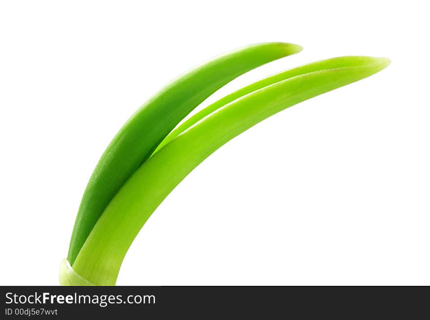 Fresh shoot of flower. Isolated over white background