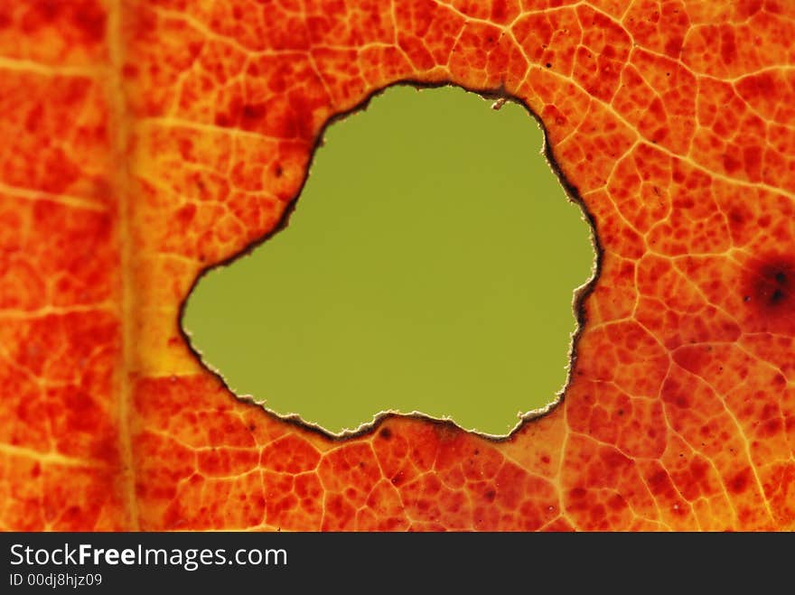 Red Leaf