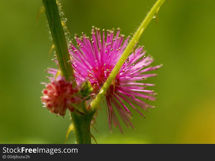 Pink flower