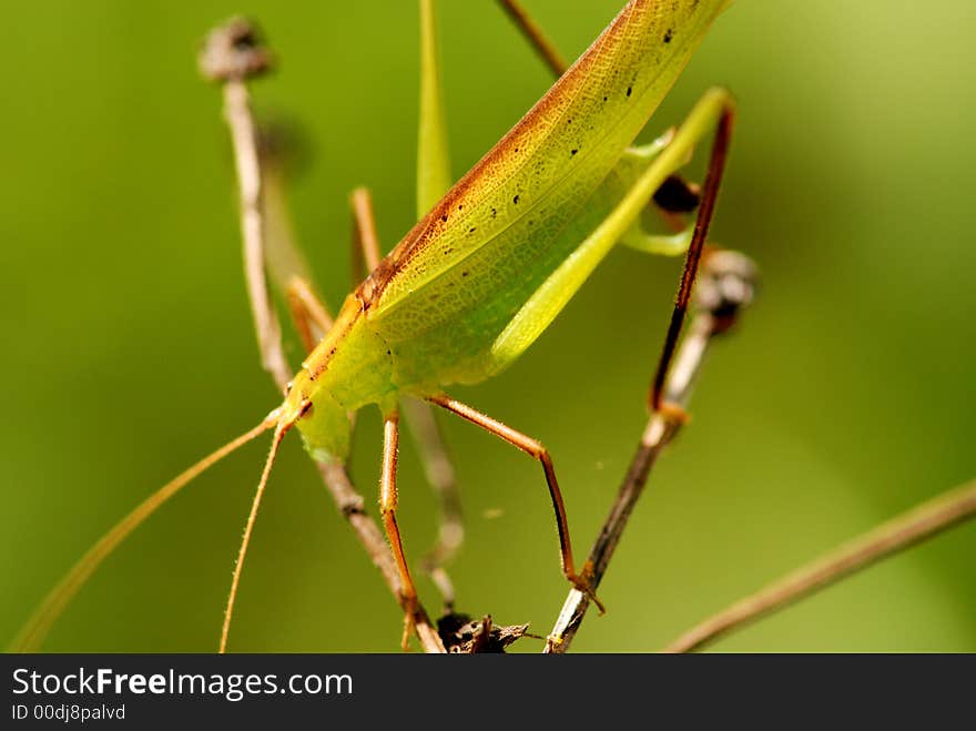 Katydid In The Parks