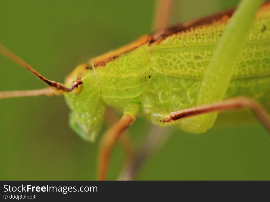 green katydid