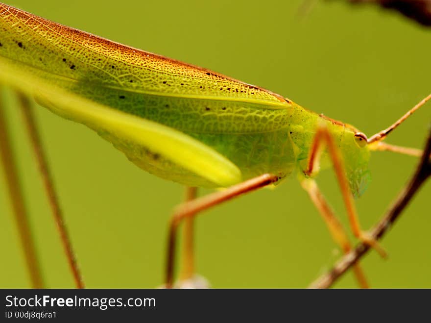 Green Katydid