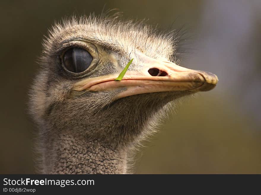 Ostrich head with grass sticking out. Ostrich head with grass sticking out