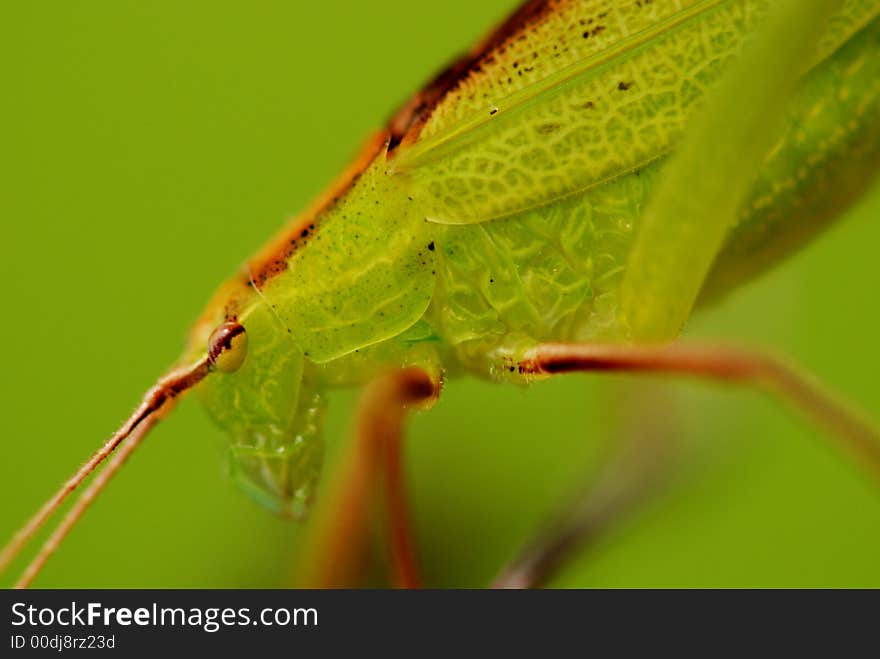 green katydid