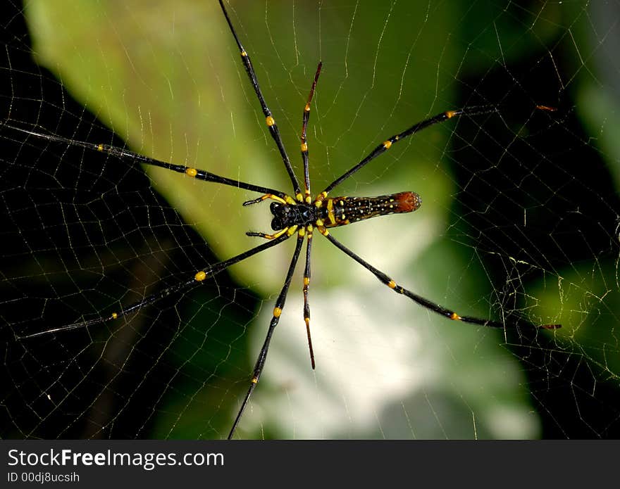 Nature orb web spider