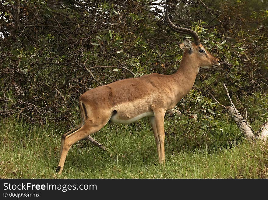 Impala standing still