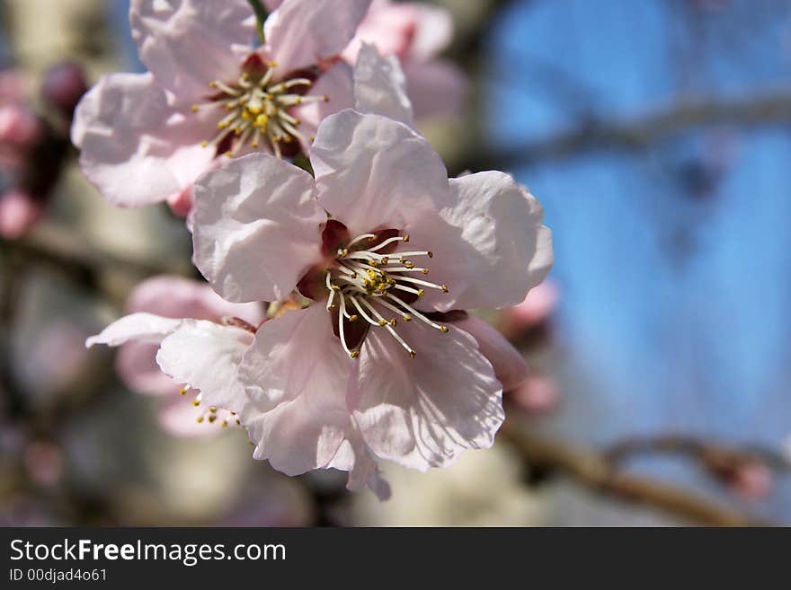 Pink bloom