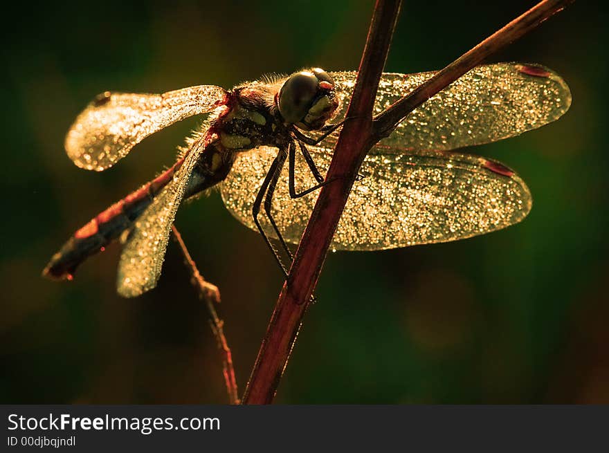 Dragonfly in the dawn breaks. Dragonfly in the dawn breaks