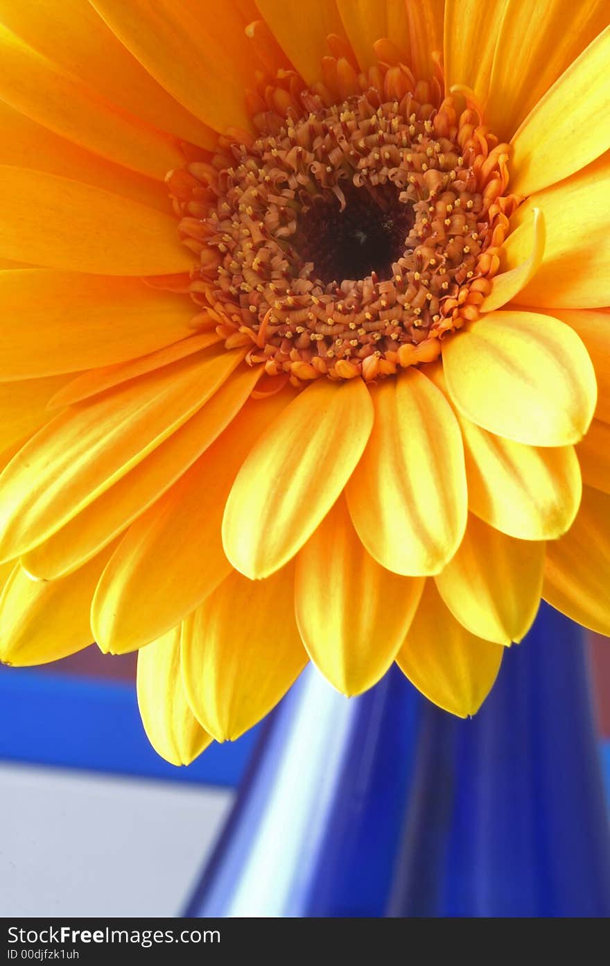 Macro of orange gerbera in a blue bottle.