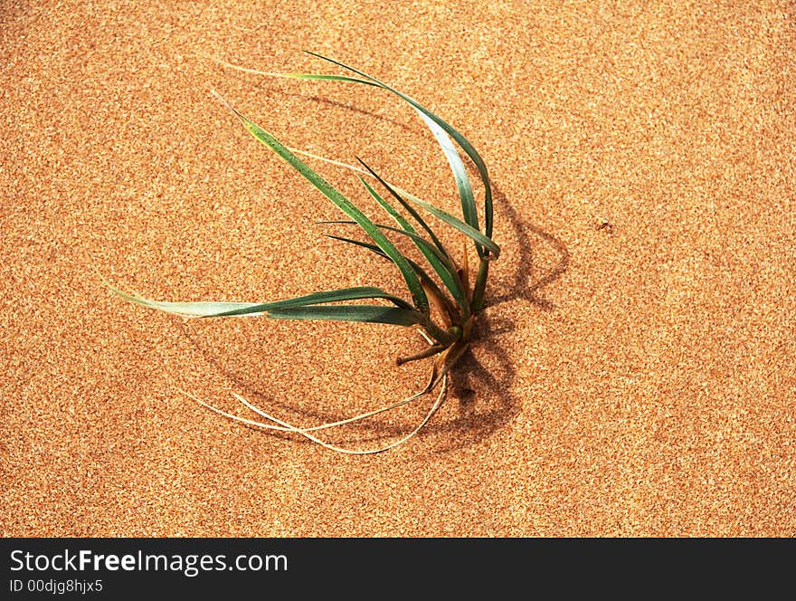 Single plant of grass on red sand.