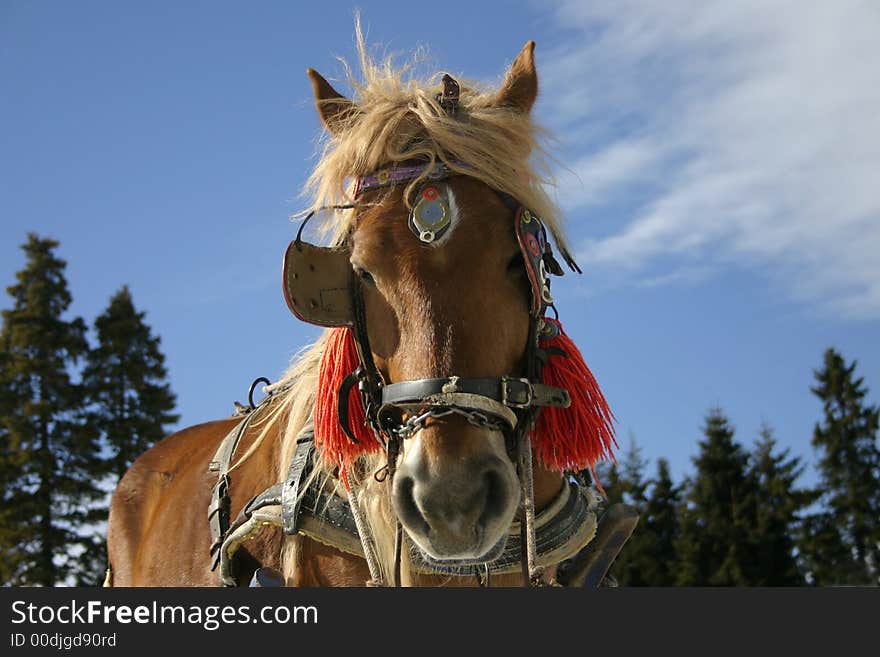 Beautiful brown horse in front of the blue sky. Beautiful brown horse in front of the blue sky