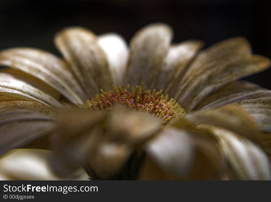 Closeup Macro detail of a flower that seems like it has Cinnamon sprinkled all over it. Closeup Macro detail of a flower that seems like it has Cinnamon sprinkled all over it