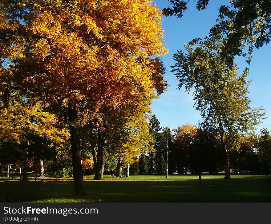 A city park with colorful fall trees in Autumn. A city park with colorful fall trees in Autumn