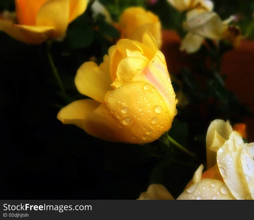 Yellow Rose with rain drops