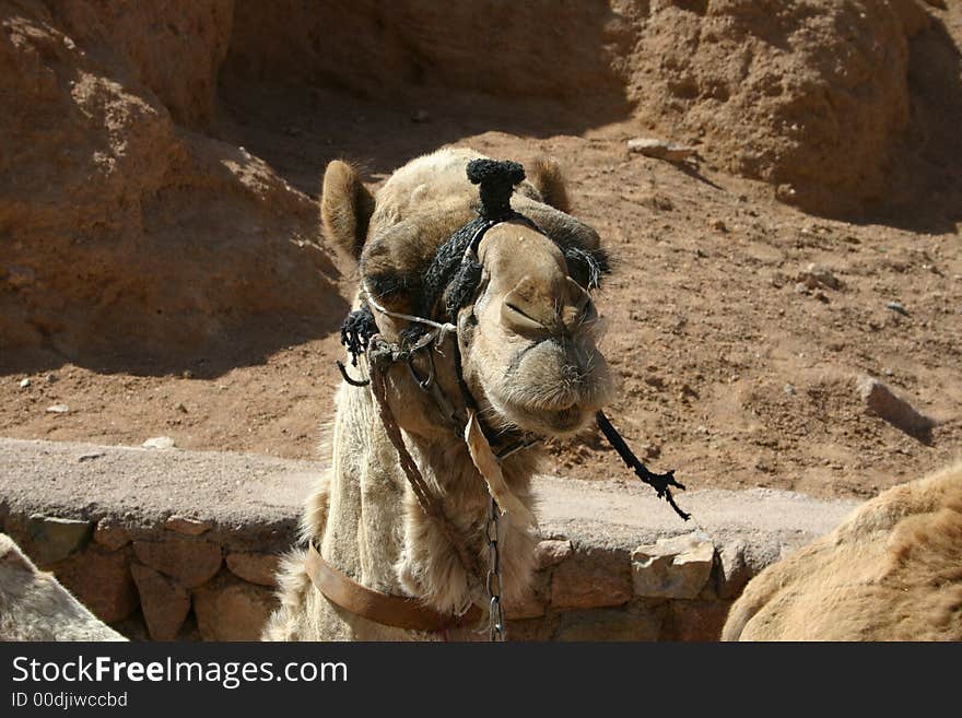 Camel at St. Catherine’s Monastery