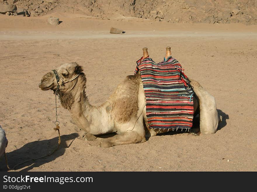 Camel at St. Catherine’s Monastery