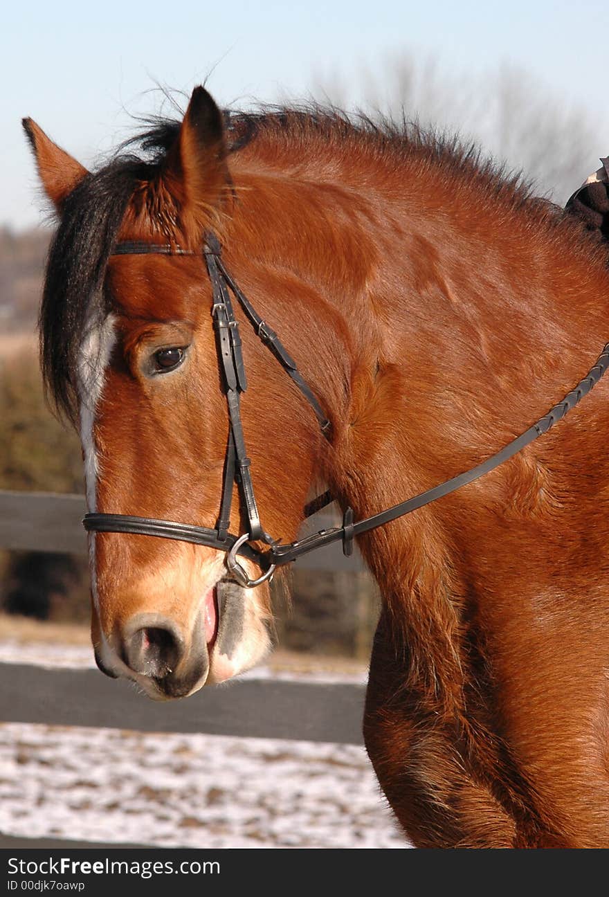 A giant Clydesdale horse relaxes on the farm. A giant Clydesdale horse relaxes on the farm