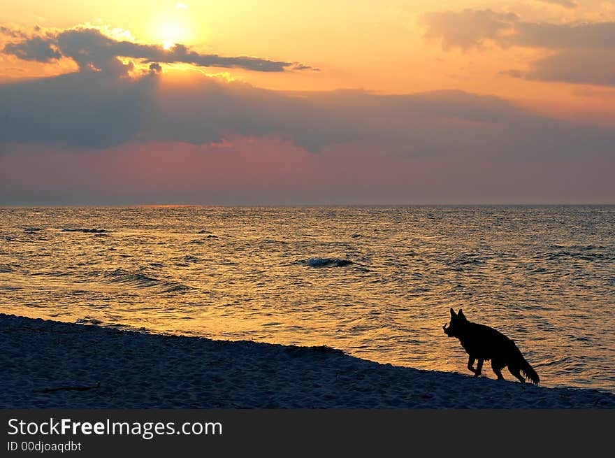 Sunset on Baltic Sea in Poland whit dog