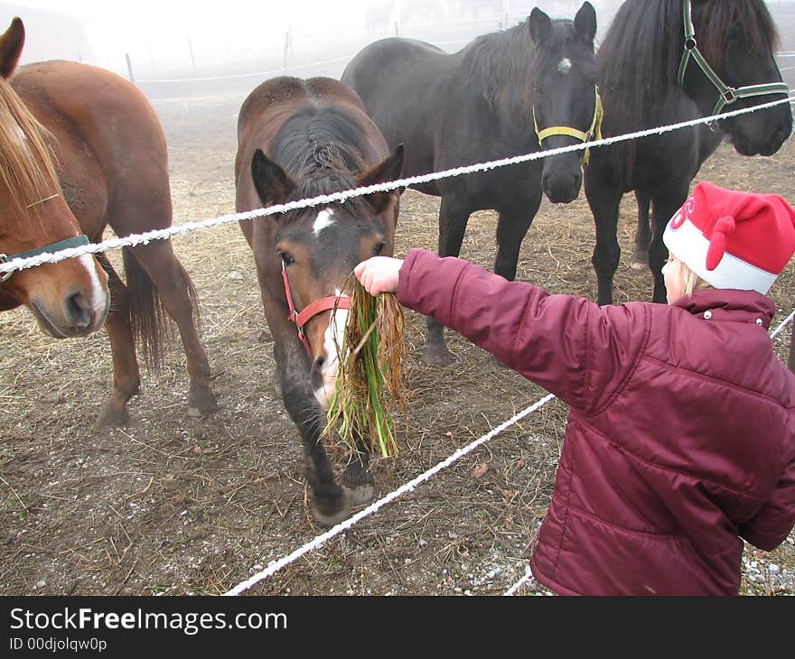 Young girl feeding a horse